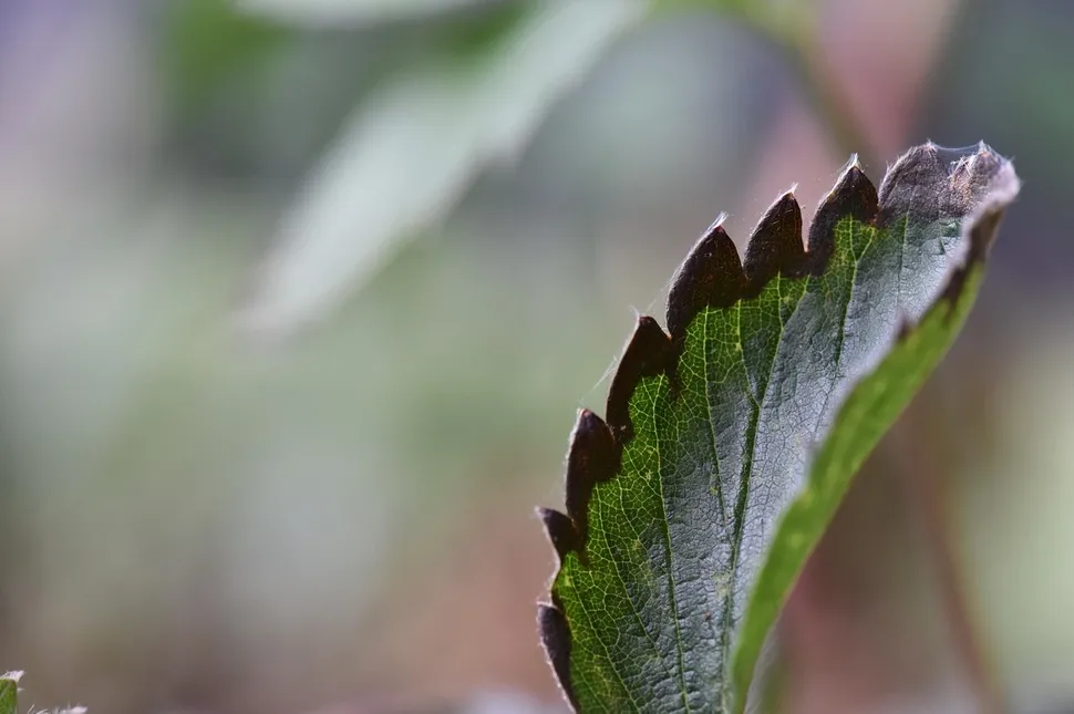 Georg Pliszewski